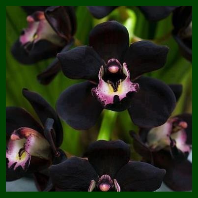 Black-Orchid (403x403, 35Kb)