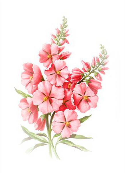 цветы--PNG-3 (436x600, 322Kb)