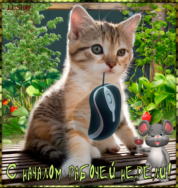 С началом новой рабочей недели! С началом новой рабочей недели!