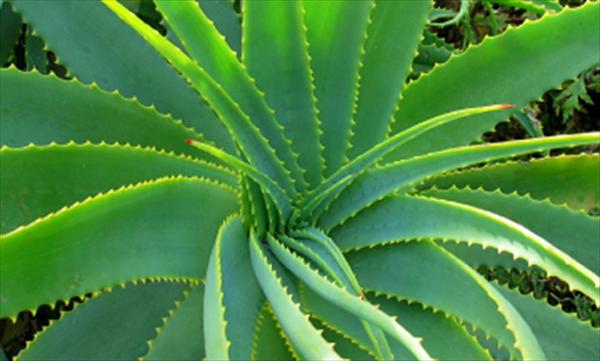 1363597224_Aloe1 (600x361, 64Kb)