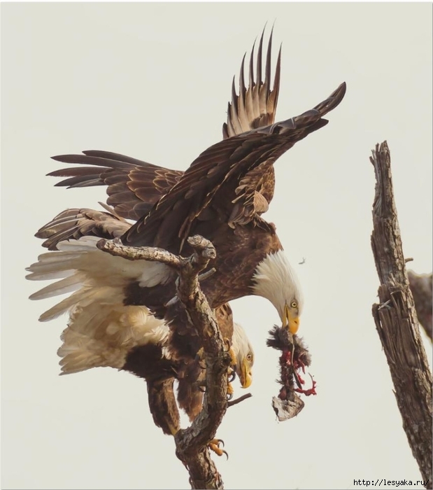 Smithsonian-photo-contest-naturalworld-bald-eagle-carnage-eating-don-holland (619x700, 178Kb)