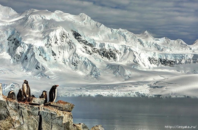 smithsonian-photo-contest-naturalworld-bird-penguins-arctic-glacier-neal-piper (680x446, 241Kb)