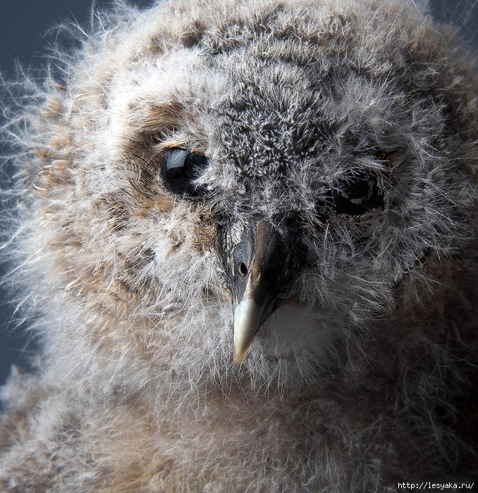 smithsonian-photo-contest-naturalworld-fluffy-owl-baby-phillip-pilkington (678x700, 470Kb)