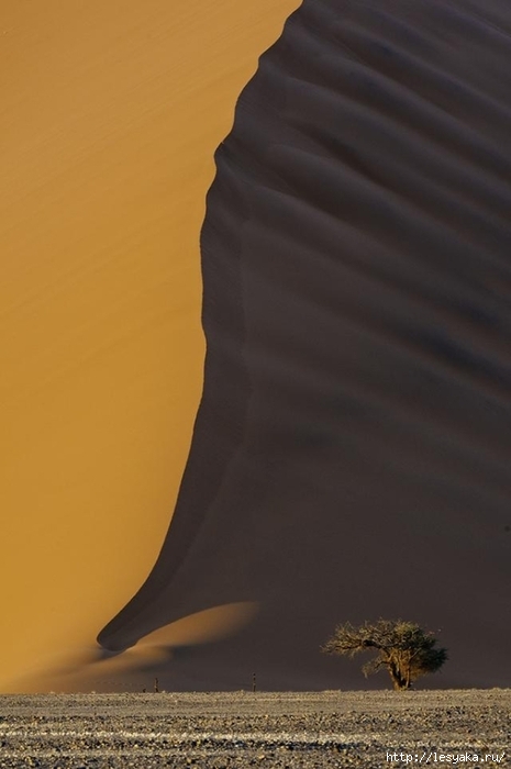 Smithsonian-photo-contest-travel-sand-dunes-namibia-bob-bush (465x700, 143Kb)