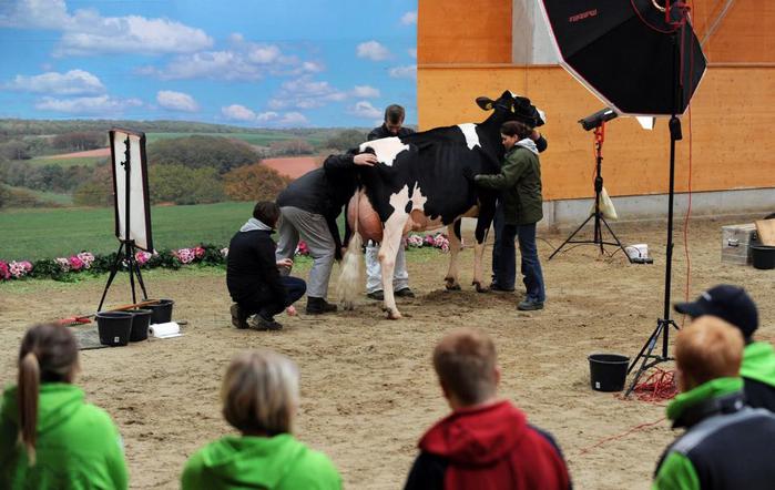 В Германии прошел конкурс красоты среди коров