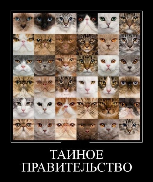 Коты, кошки и милые мордахи - Страница 6 98957581_20122612133149