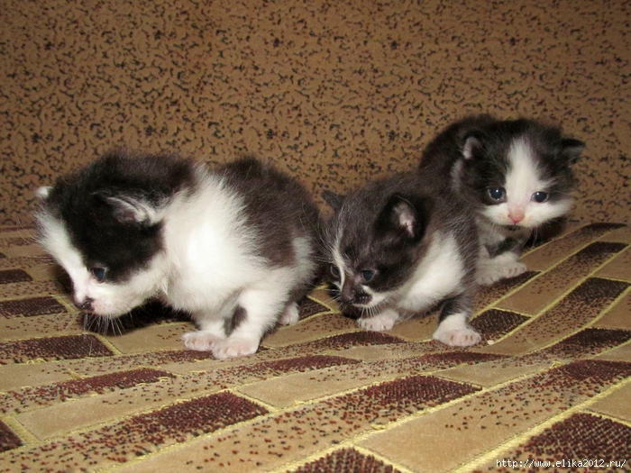 IMG_1762 (700x525, 345Kb)