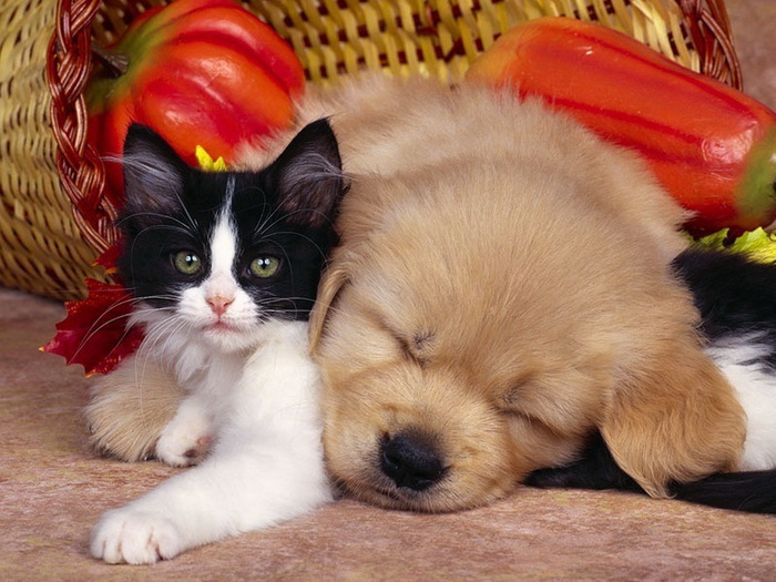 wallpapers_cats_332 (700x525, 134Kb)