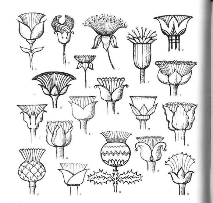 74049086_large_4000_motifs_de_fleurs_et_de_plantes__178_ (700x666, 92Kb)