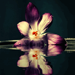 4360286_99px_ru_avatar_133831_krokus_otrajaetsja_v_vode (150x150, 157Kb)