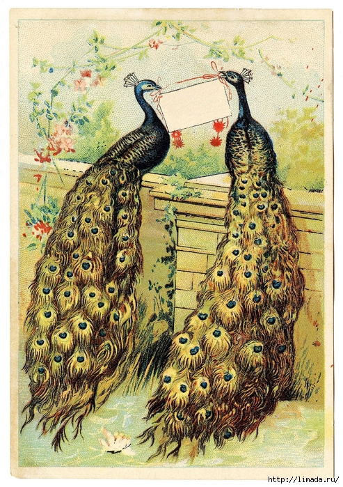 Peacocks-Vintage-Image-GraphicsFairy (493x700, 432Kb)