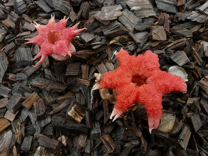 необычные грибы фото 6 (700x525, 110Kb)