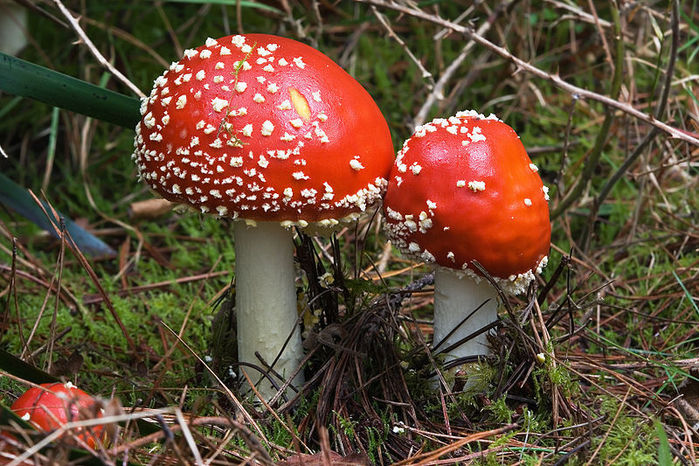 необычные грибы фото 10 (700x466, 125Kb)