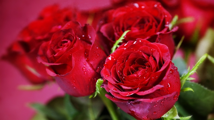 1280x1024 красные, цветы, букет, розы картинки на рабочий стол обои фото скачать