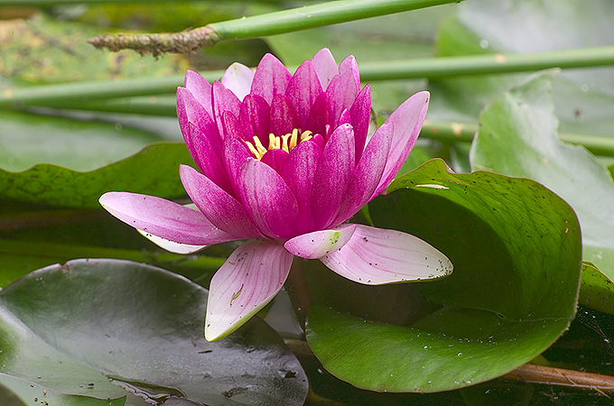 72559788_lotus20flower (680x450, 166Kb)