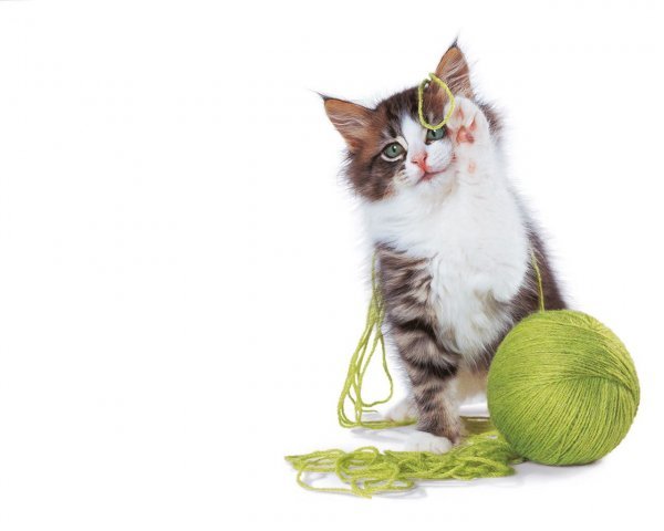 1224320901_1224271062_funny-cats-wallpapers-1 (600x480, 26Kb)