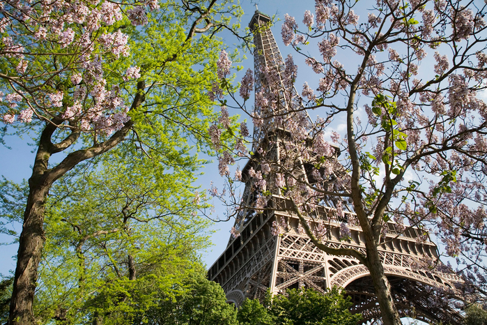 Paris_-_The_Eiffel_Tower_in_spring_-_2307 (700x466, 674Kb)