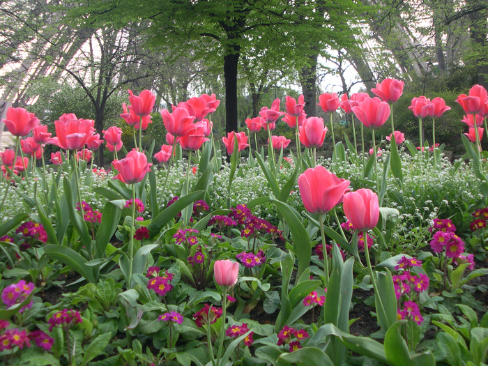 spring-blooms-in-paris-perfect (700x525, 646Kb)