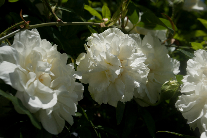 белые цветы (700x466, 328Kb)