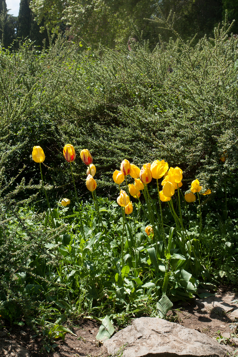 жёлтые тюльпаны (466x700, 643Kb)