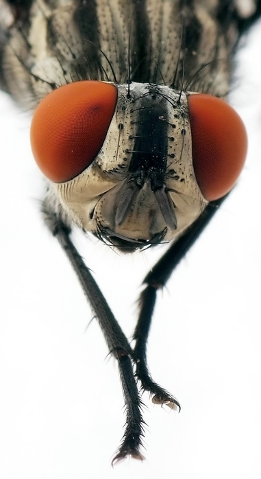 макофотографии насекомых (381x700, 123Kb)