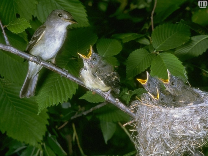 1265395523_birds-39 (700x525, 245Kb)