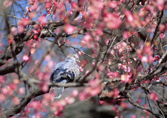 birds_1_009 (700x497, 460Kb)