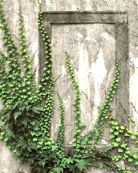 Плющ (Хедера хеликс). Потрясающие композиции для украшения дома и сада (78) (558x700, 360Kb)