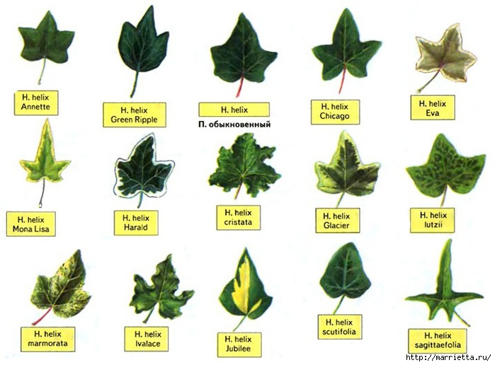 Плющ (Хедера хеликс). Потрясающие композиции для украшения дома и сада (80) (700x516, 163Kb)