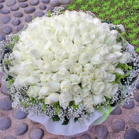 белые розы (480x480, 60Kb)