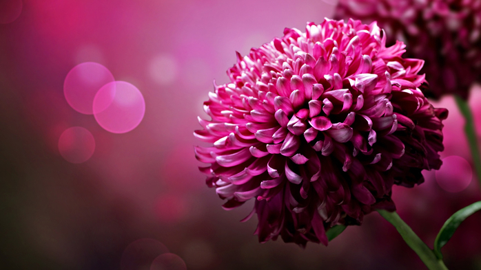 Purple-flowers-chrysanthemum-petals-close-up_1920x1080 (700x393, 270Kb)