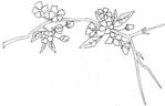  cherry blossom (700x452, 29Kb)