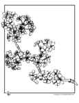  cherry-blossoms-coloring-page (540x700, 60Kb)