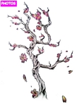  cherry-blossom-tree-drawing-24 (256x350, 50Kb)