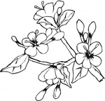  easter-spring-flowers-coloring-page (364x350, 48Kb)