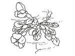  images (3) (259x194, 9Kb)