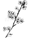  stock-illustration-1218381-cherry-blossom-ink-illustration-3 (302x380, 31Kb)