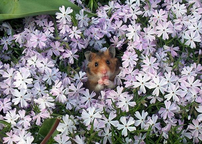 animals_and_flowers_4 (670x476, 156Kb)