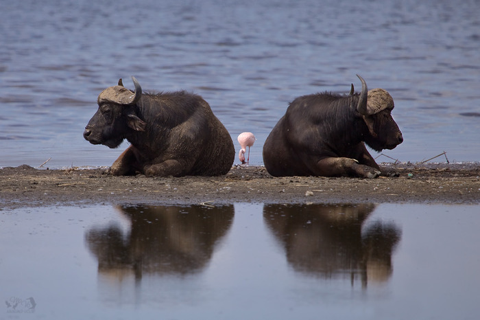 buffalo-flamingo-thumb-700x466-10833 (700x466, 101Kb)