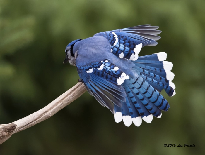blue_jay_feathers_by_les_piccolo-d4dfb2f (700x531, 179Kb)