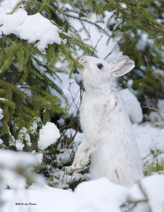 snowshoe_hare_3_by_les_piccolo-d4jymay (542x700, 290Kb)
