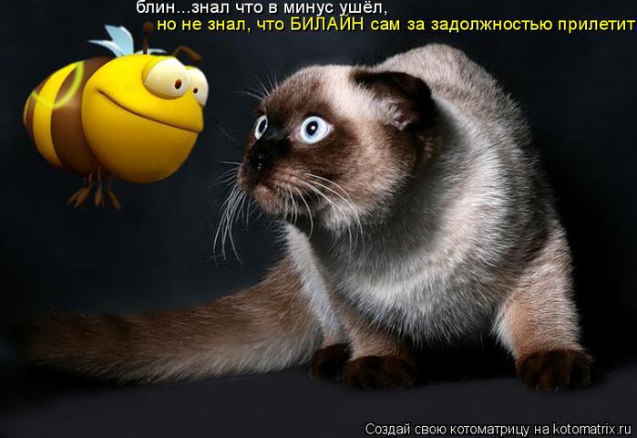 http://img1.liveinternet.ru/images/attach/c/8/100/89/100089461_1248363124_prikoly_jivotnie7.jpg