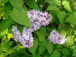 DSCF7388 (700x525, 323Kb)
