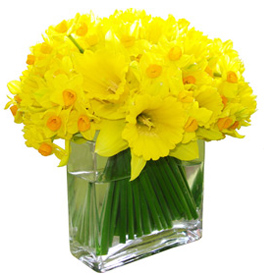 belle_fleur_daffodil_spring (275x275, 66Kb)