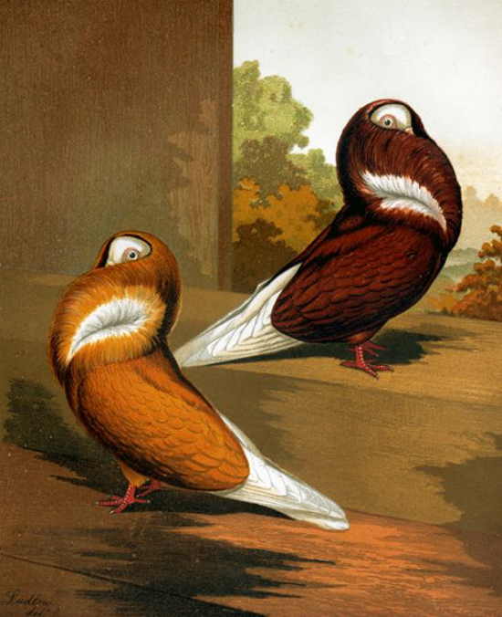 винтажные птицы. картинки для декупажа (8) (550x676, 283Kb)