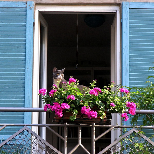 4497432_flowersonbalconyrailing31 (600x600, 133Kb)