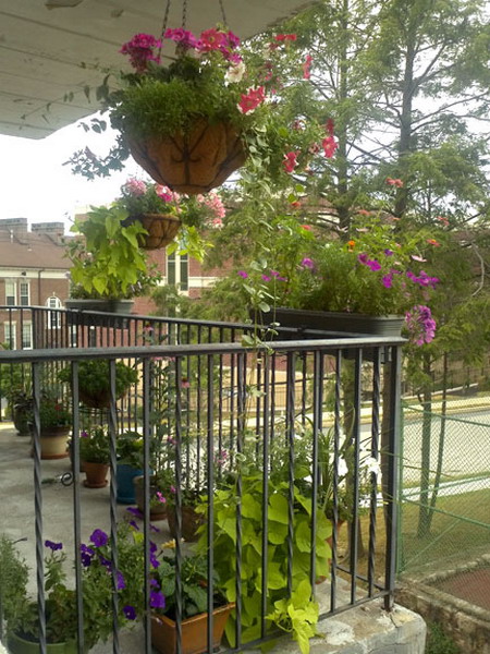 4497432_balconyflowersideas33 (450x600, 121Kb)