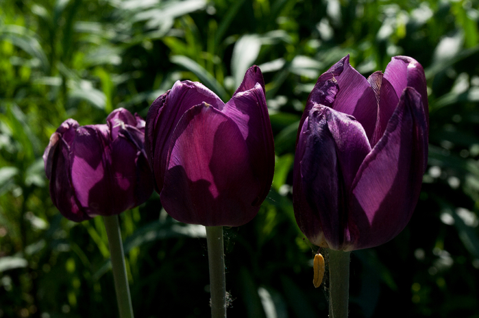 лиловые тюльпаны (700x464, 352Kb)