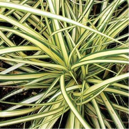 Carex Compact-500x500 (500x500, 261Kb)