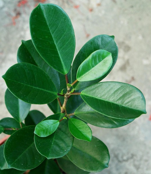 Ficus-elastica-520x597 (520x597, 71Kb)